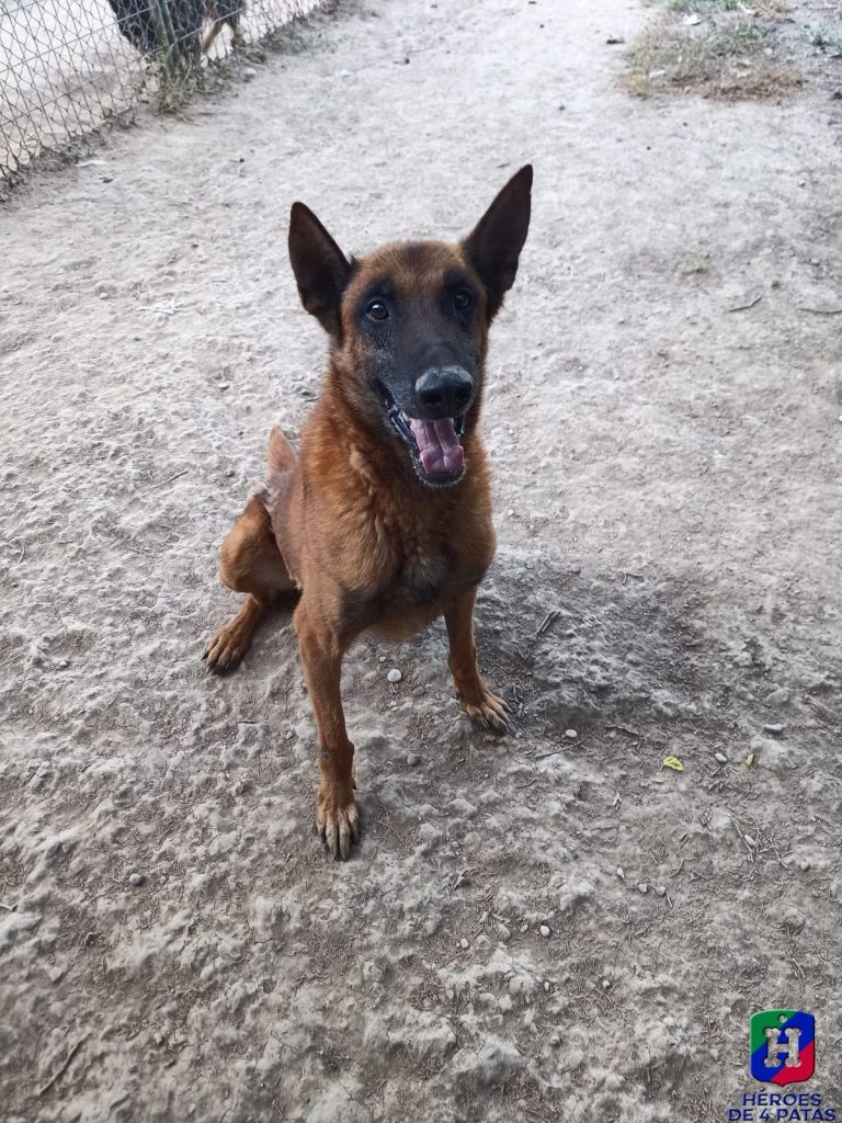 Osiris, Pastor Belga Malinois