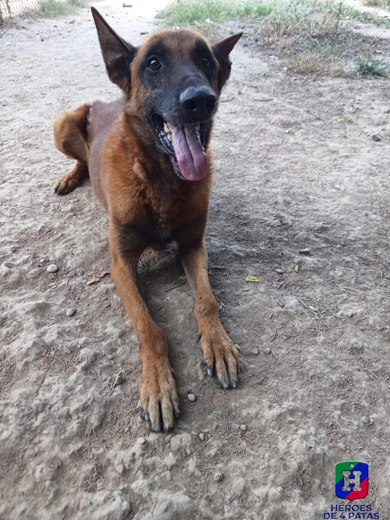 Osiris, Pastor Belga Malinois