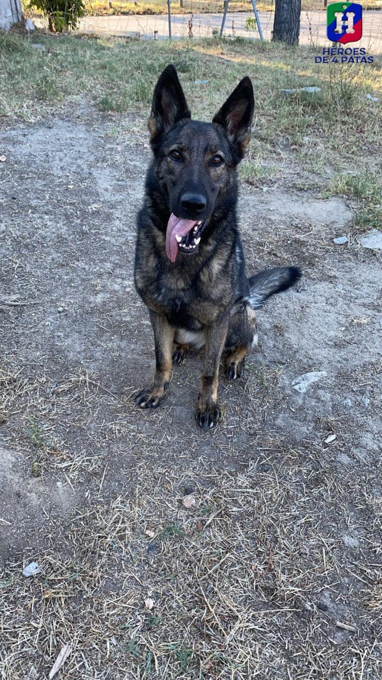 Dila, Pastor Alemán