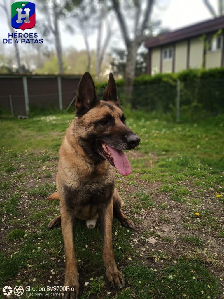 Lion, Pastor Belga Malinois