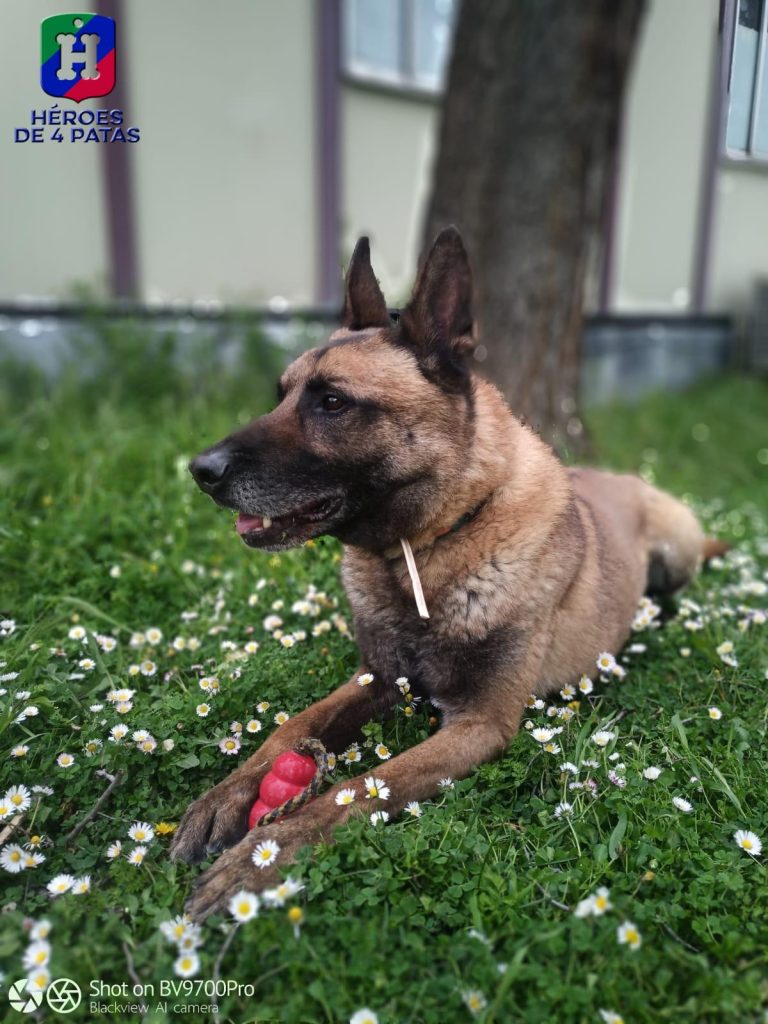 Lion, Pastor Belga Malinois
