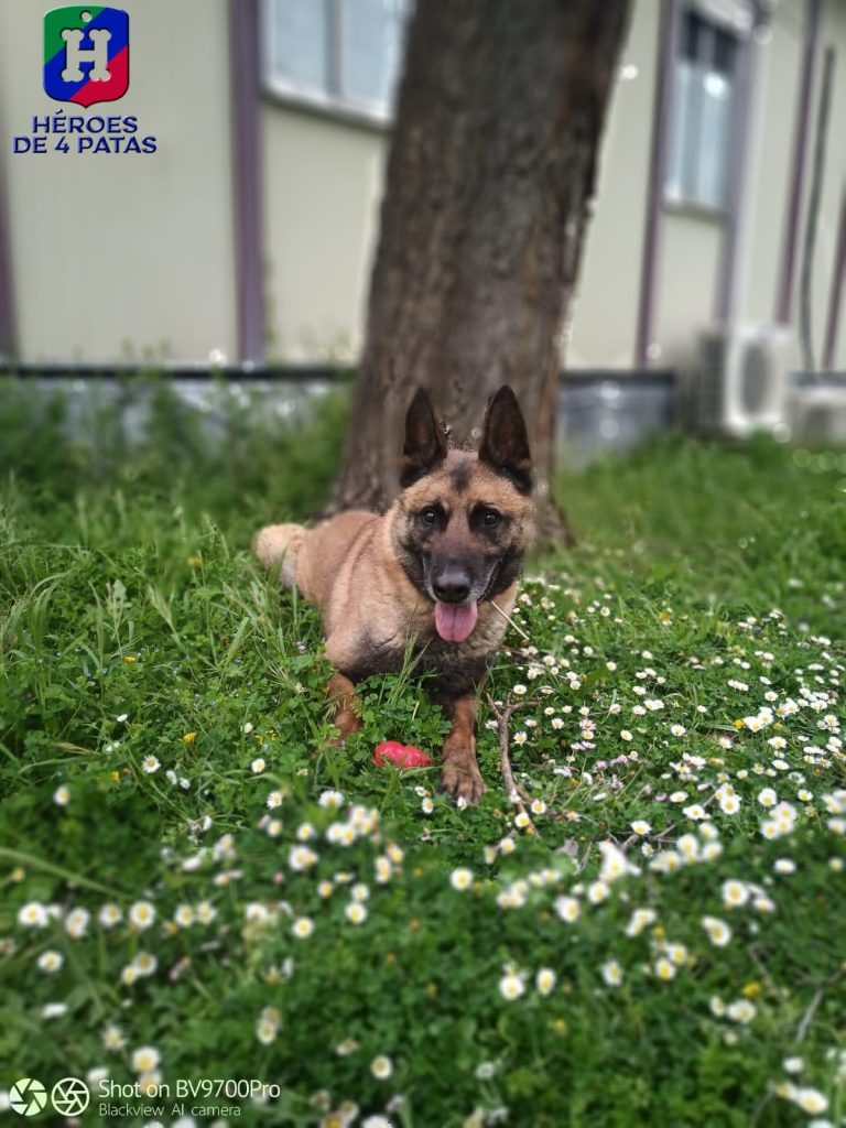 Lion, Pastor Belga Malinois