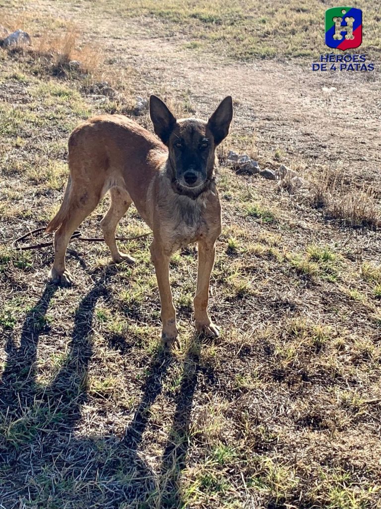 Coca, Pastor Belga Malinois