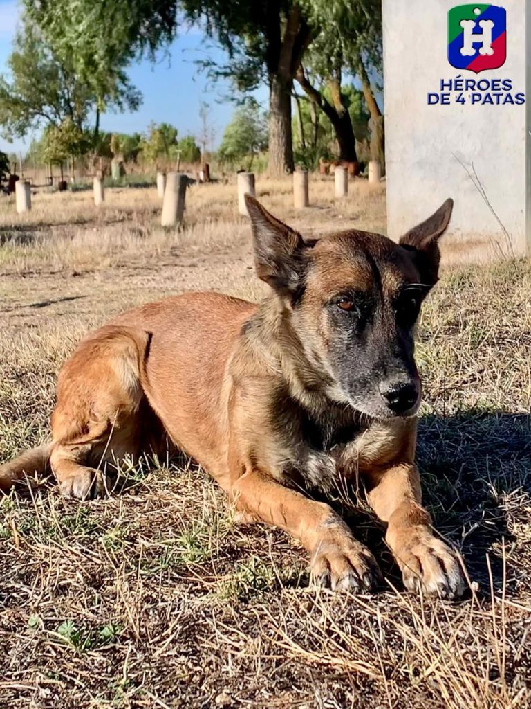 Coca, Pastor Belga Malinois