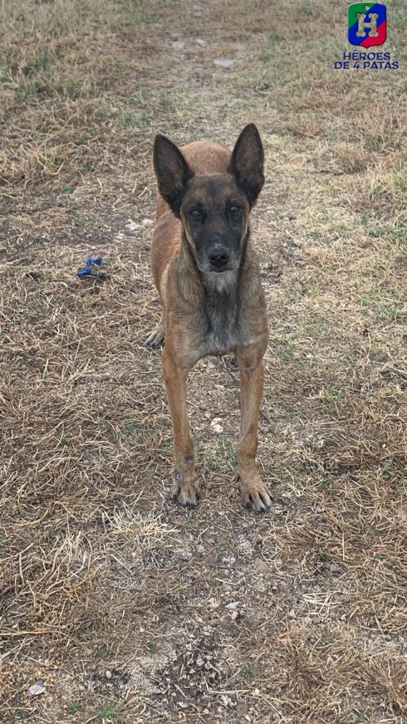 Coca, Pastor Belga Malinois
