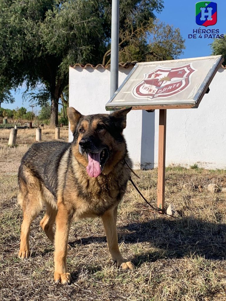 Zeus, Pastor Alemán
