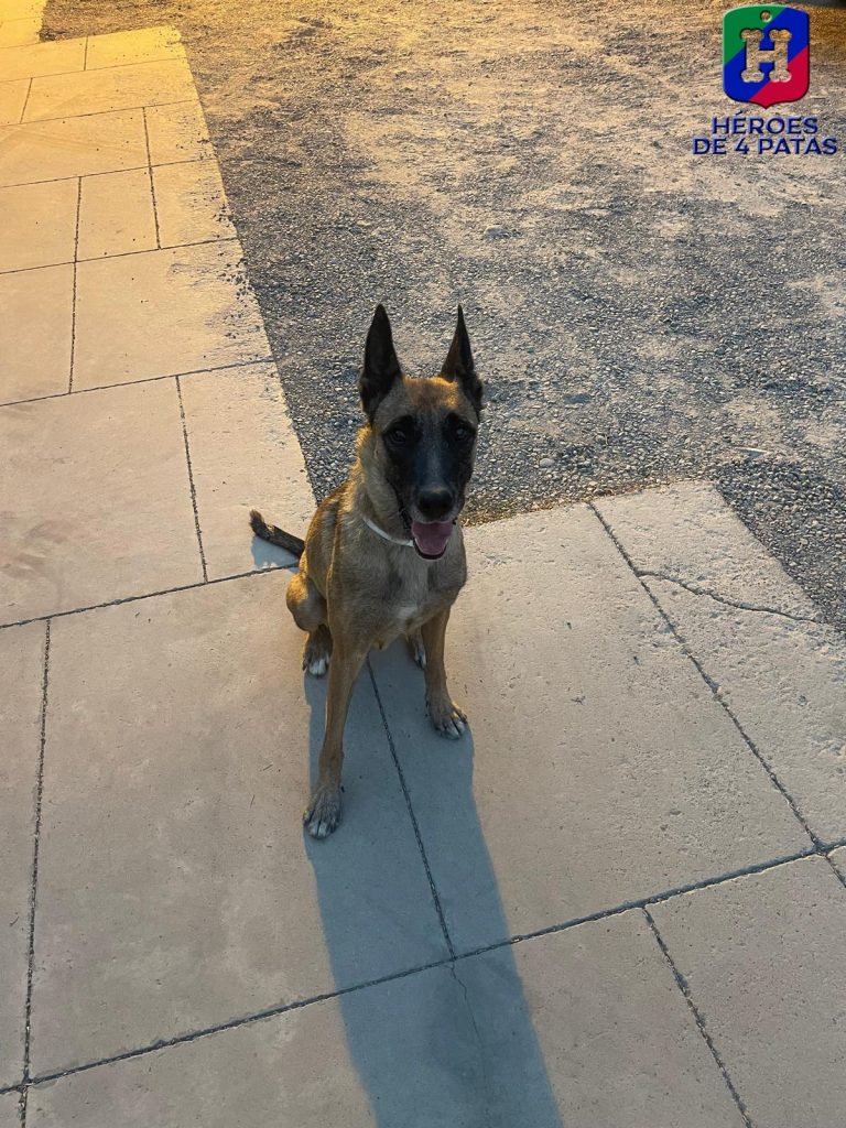 Ring, Pastor Belga Malinois