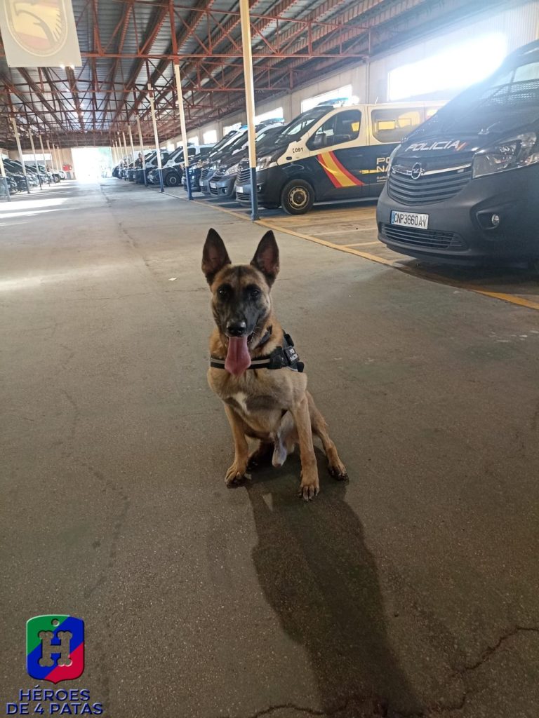 Marko, Pastor Belga Malinois