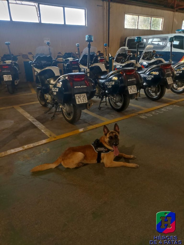 Marko, Pastor Belga Malinois