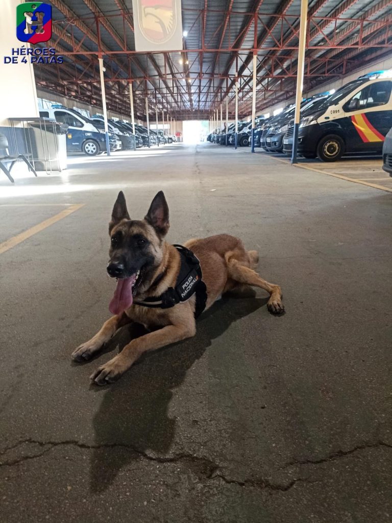 Marko, Pastor Belga Malinois