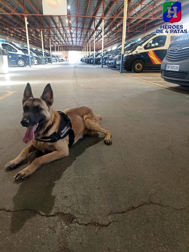 Marko, Pastor Belga Malinois