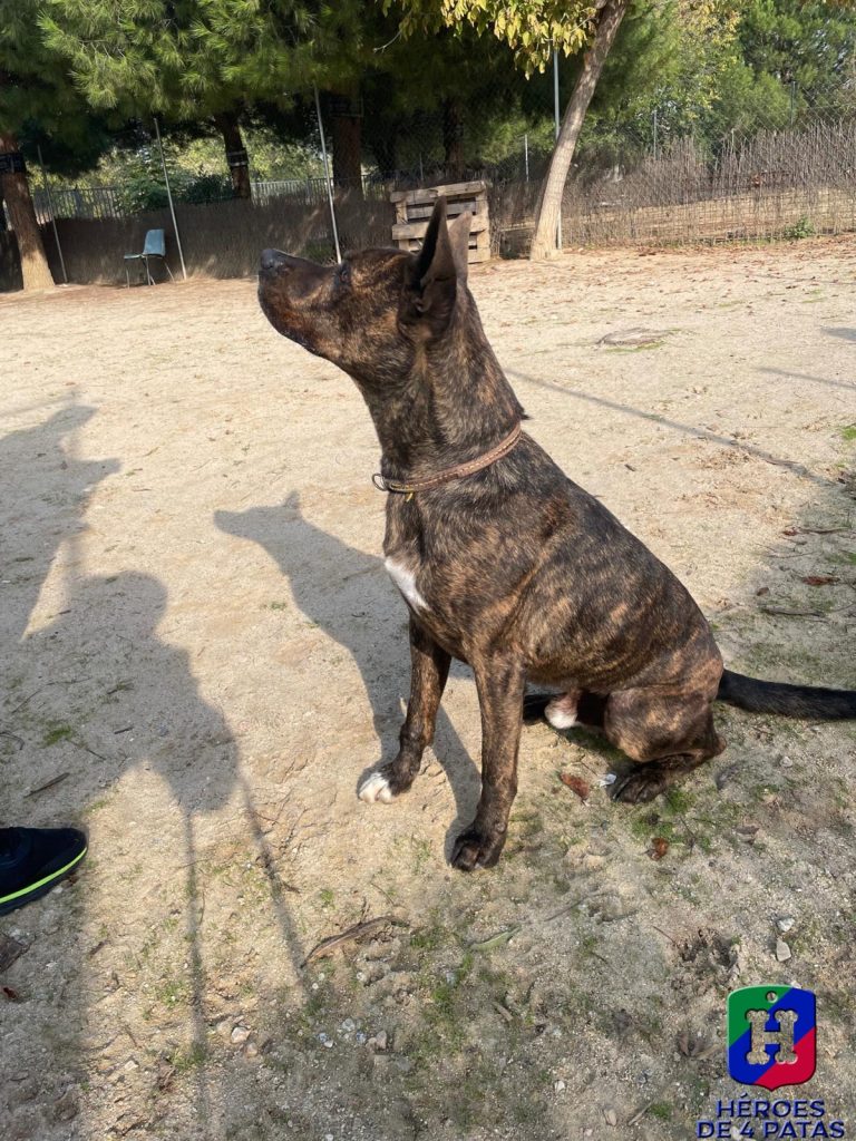 Thor, Mestizo