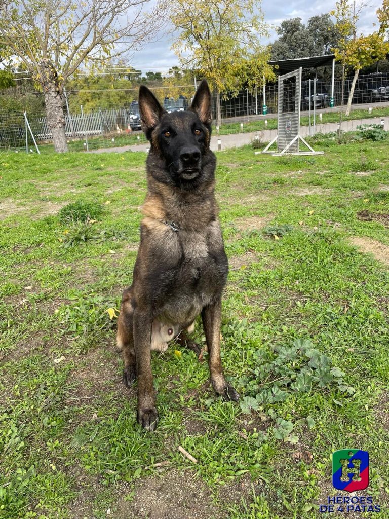 Sultán, Pastor Belga Malinois
