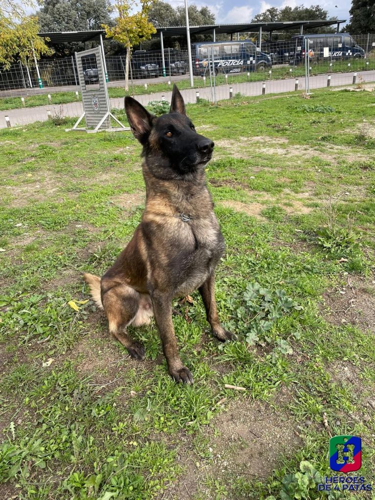 Sultán, Pastor Belga Malinois
