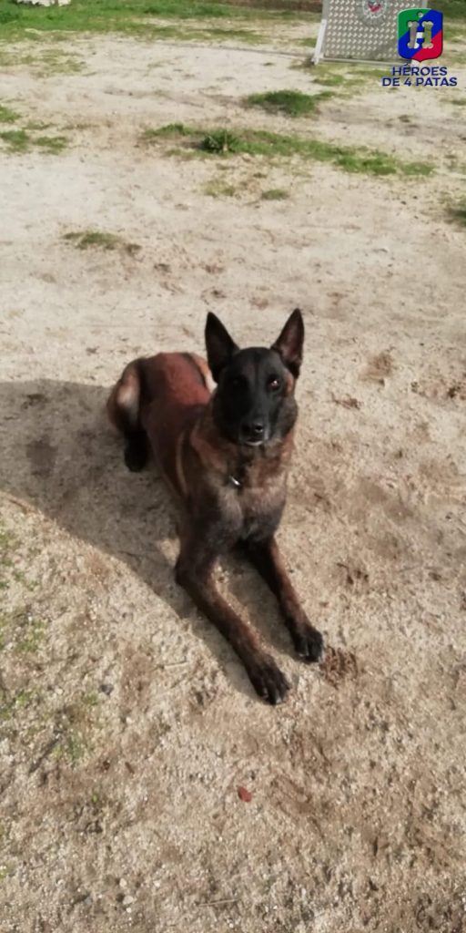 Sultán, Pastor Belga Malinois