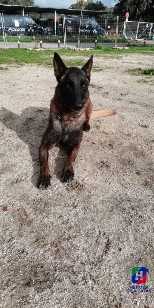 Sultán, Pastor Belga Malinois