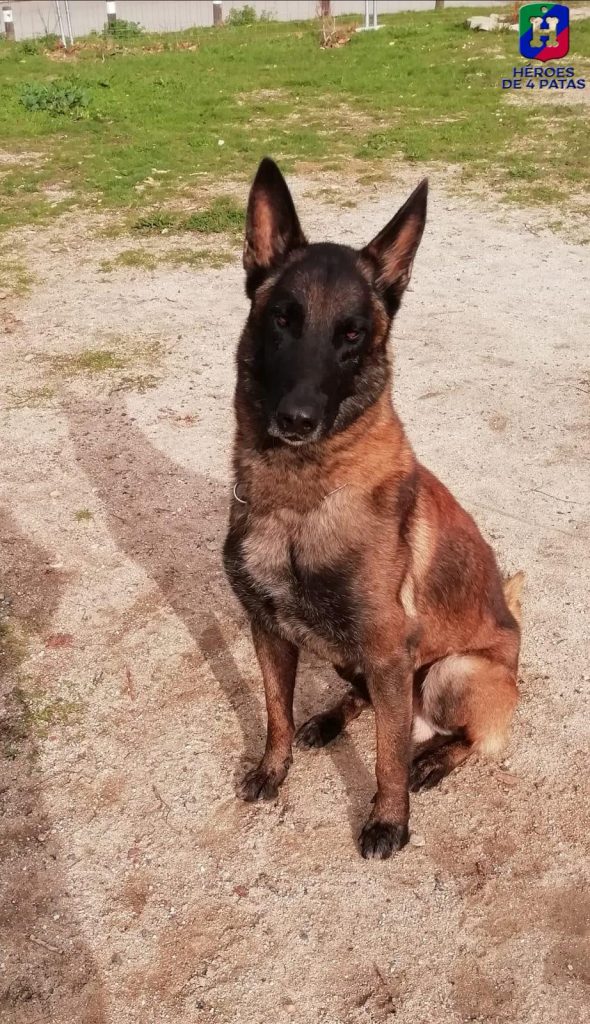 Sultán, Pastor Belga Malinois