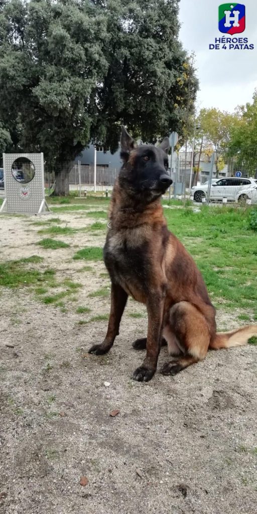 Sultán, Pastor Belga Malinois