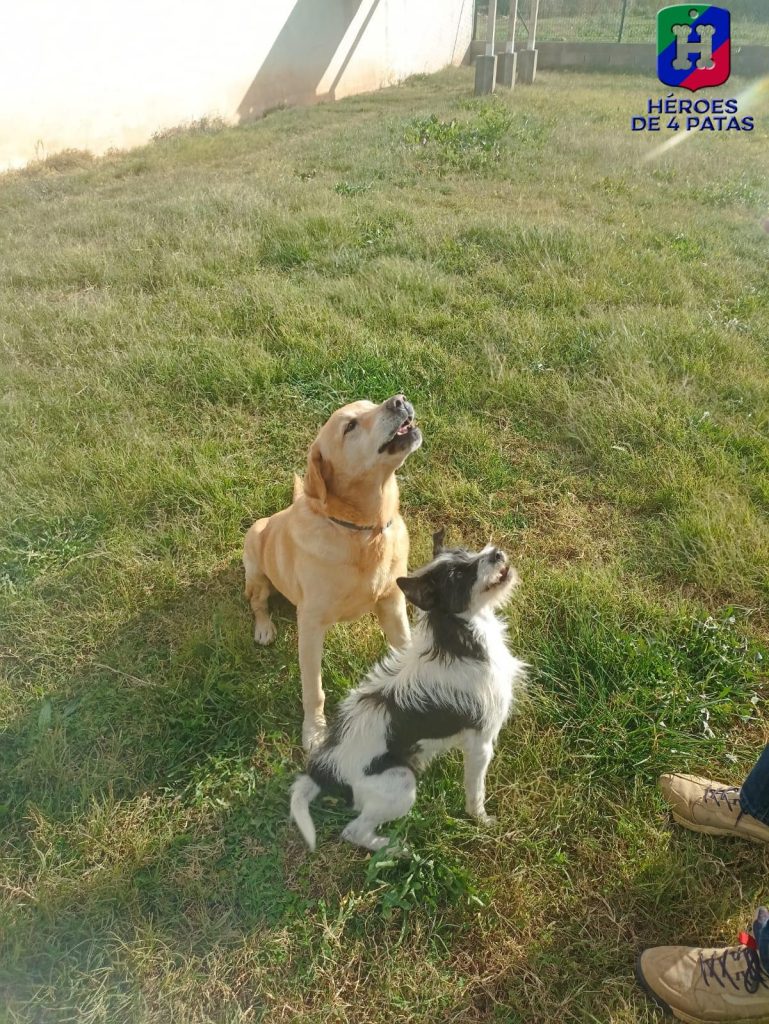 Tanques, Podenco