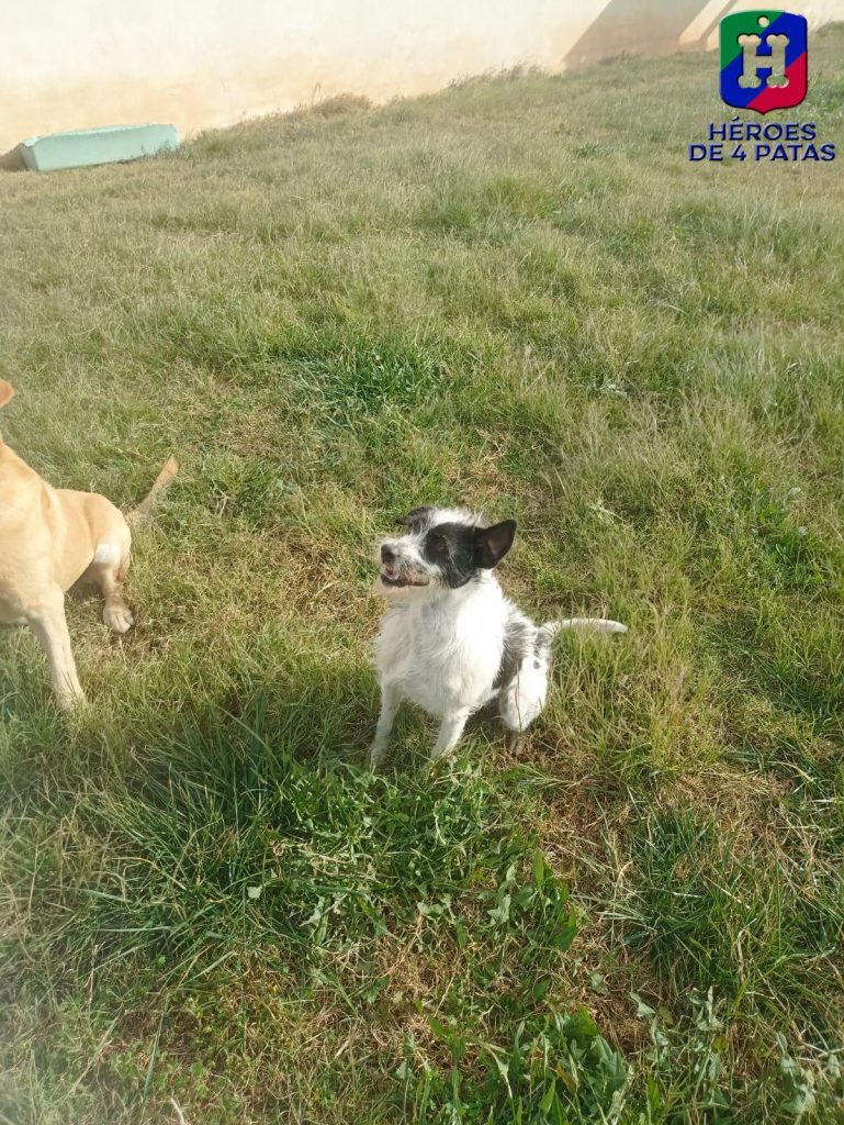 Tanques, Podenco