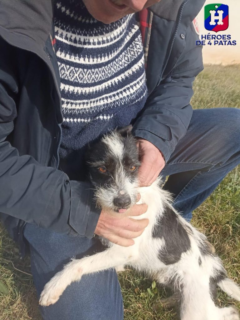 Tanques, Podenco