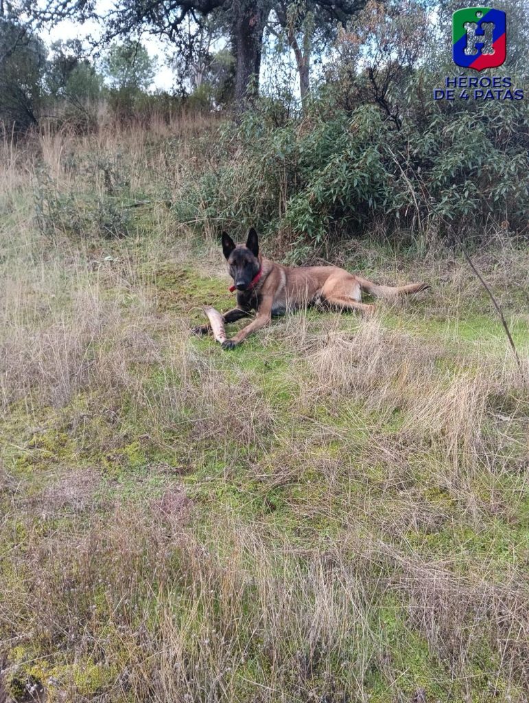 Walter, Pastor Belga Malinois