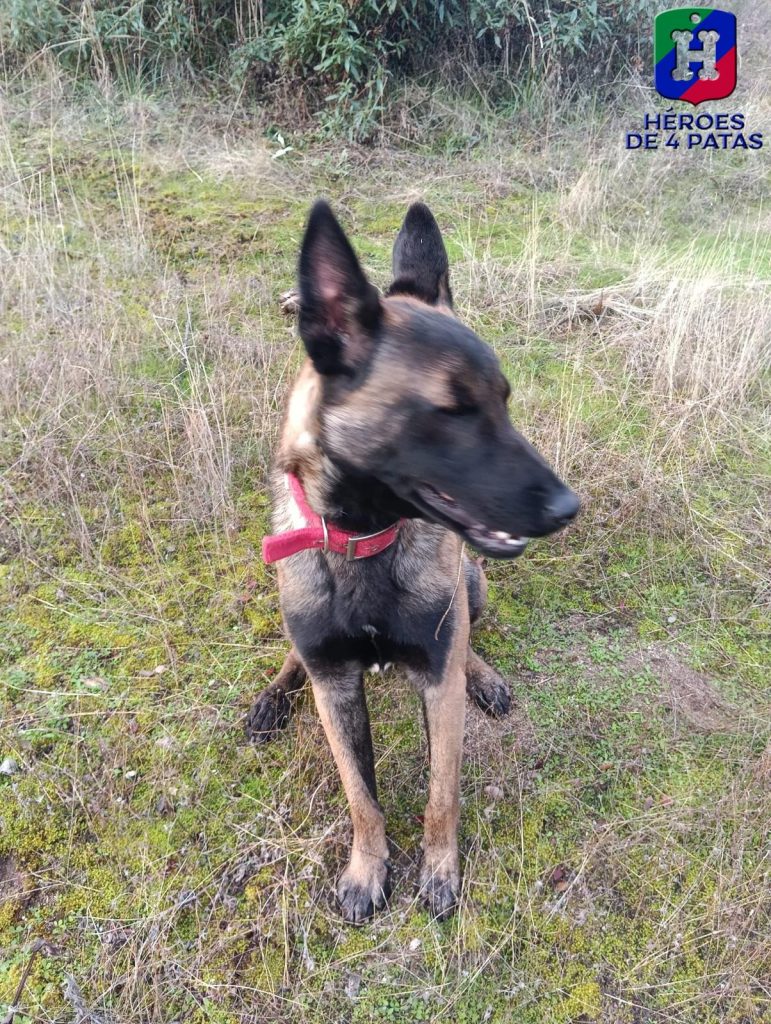 Walter, Pastor Belga Malinois
