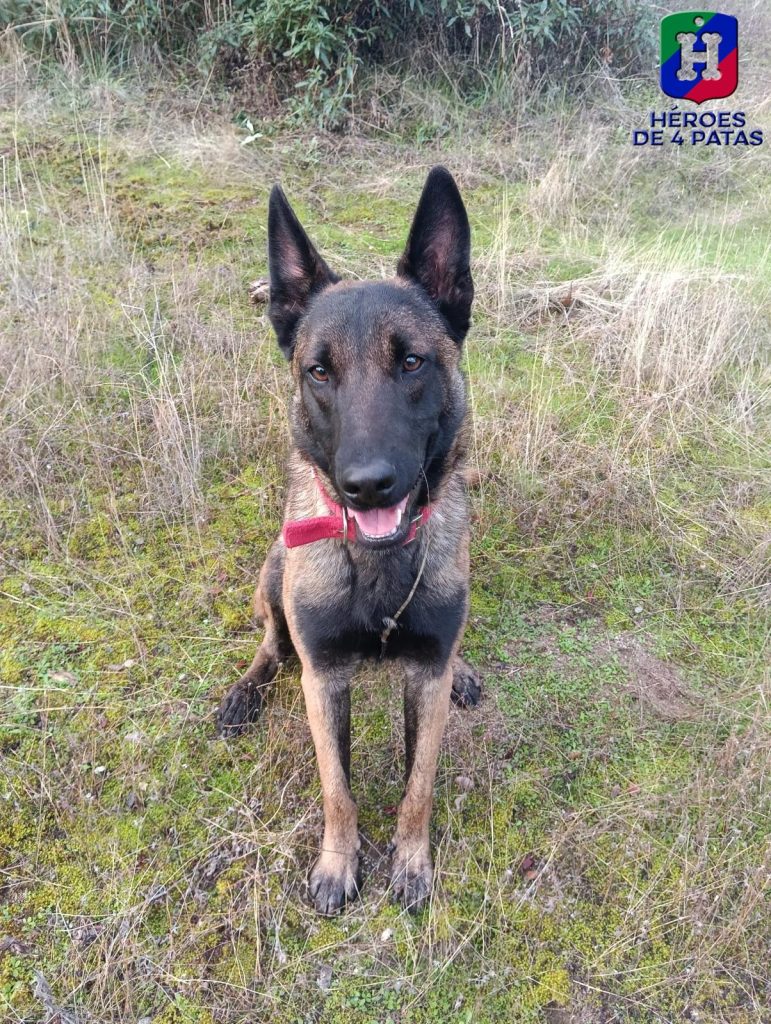 Walter, Pastor Belga Malinois