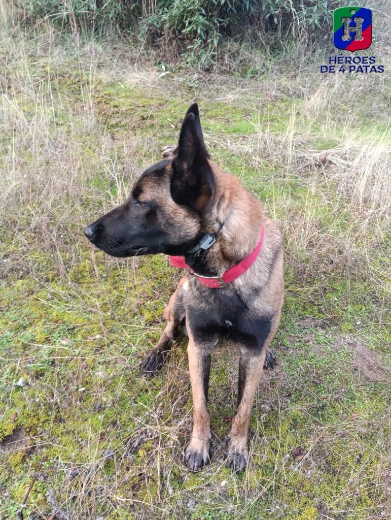 Walter, Pastor Belga Malinois