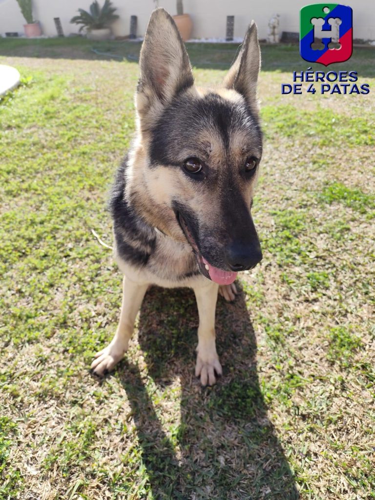 Ceda, Pastor Alemán