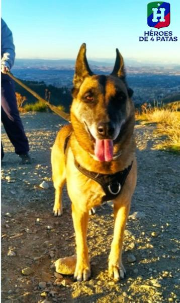 Hada, Pastor Belga Malinois