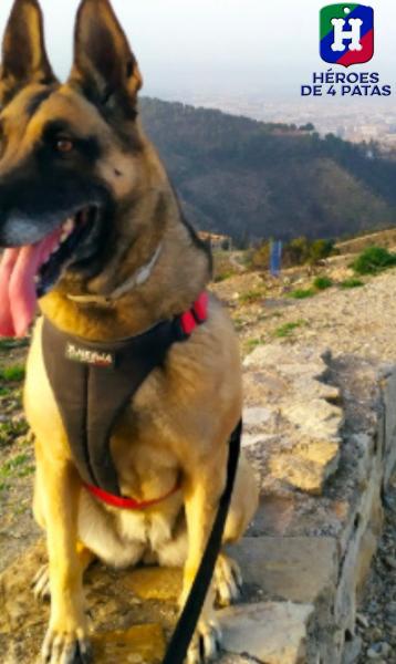 Hada, Pastor Belga Malinois