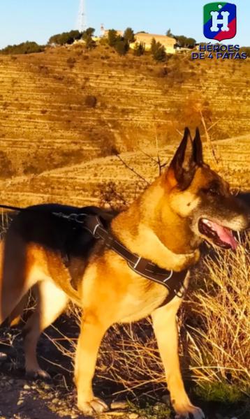 Hada, Pastor Belga Malinois
