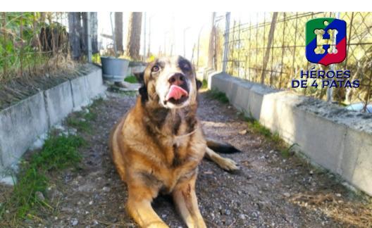 Kira, Pastor Belga Malinois