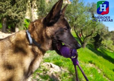 Zoe, Pastor Belga Malinois