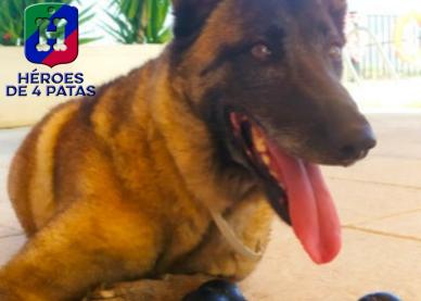 Zoe, Pastor Belga Malinois