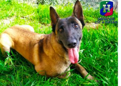 Zoe, Pastor Belga Malinois