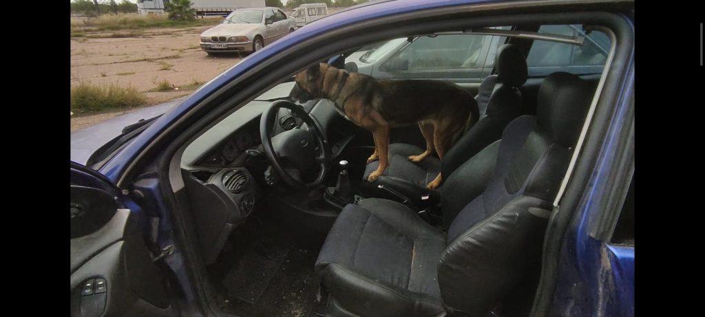 Kata, Pastor Alemán