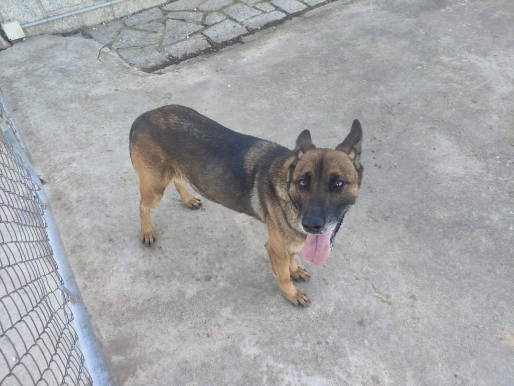 Kata, Pastor Alemán
