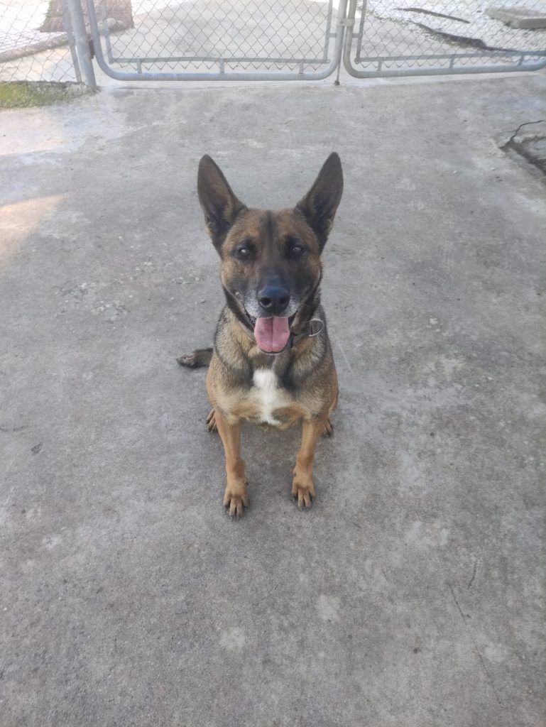 Kata, Pastor Alemán