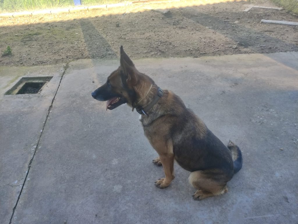 Kata, Pastor Alemán