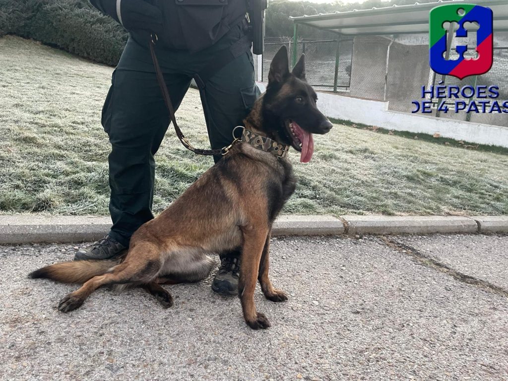 Roxane, Pastor Belga Malinois