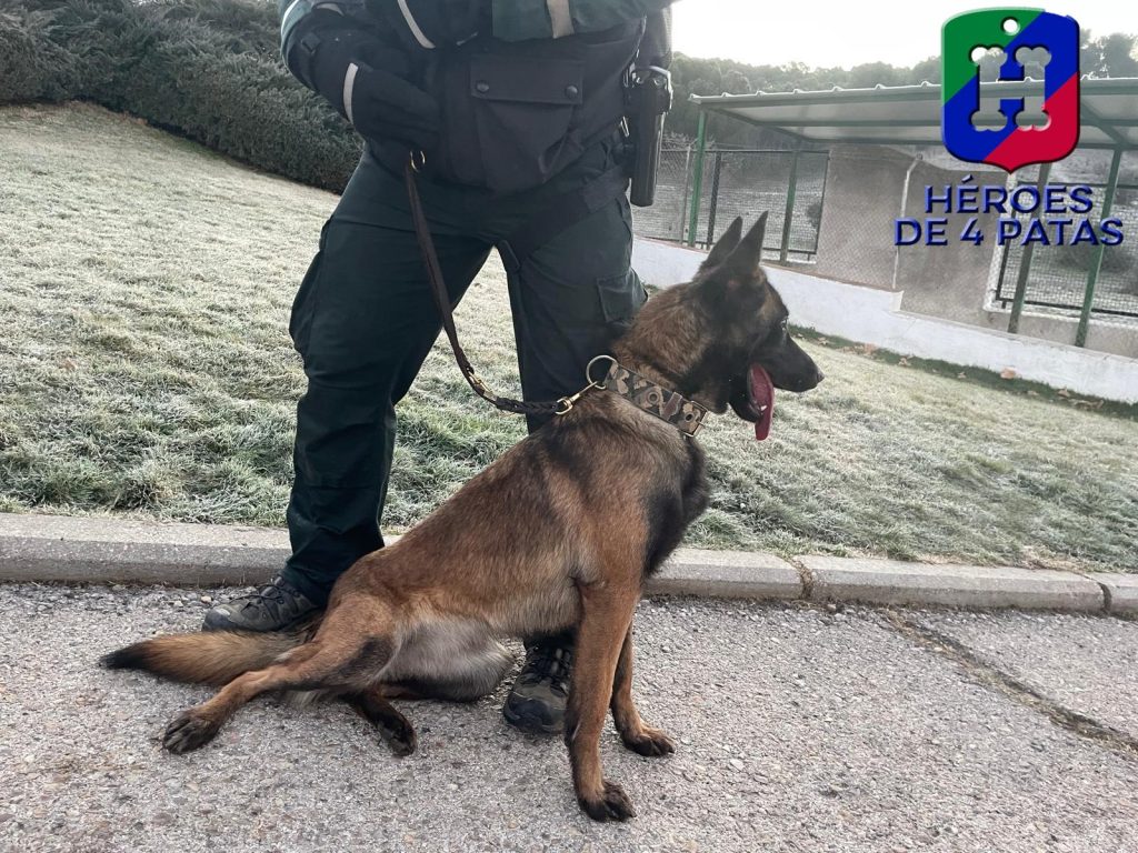 Roxane, Pastor Belga Malinois