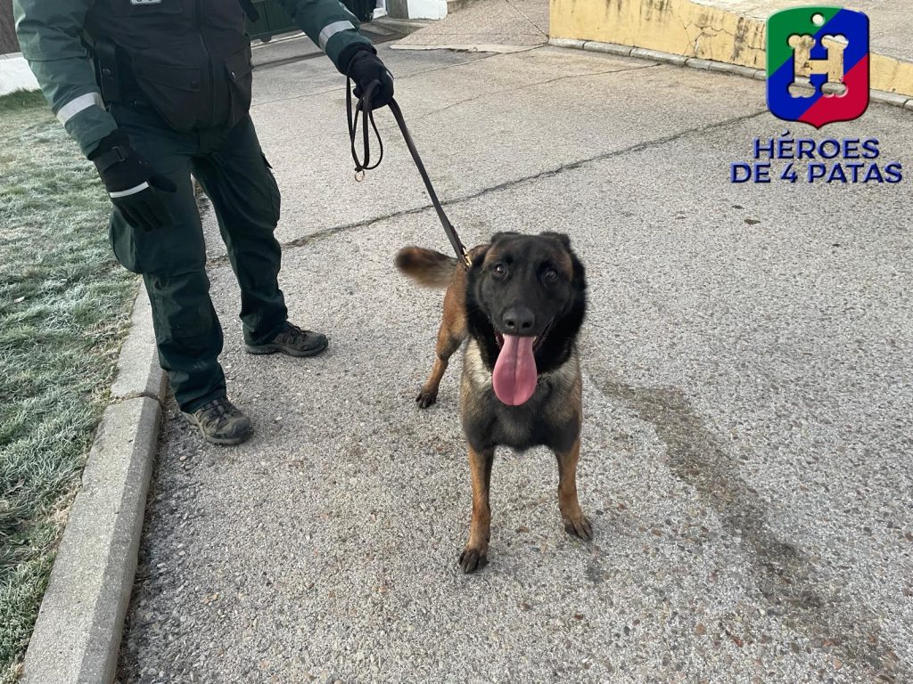 Roxane, Pastor Belga Malinois