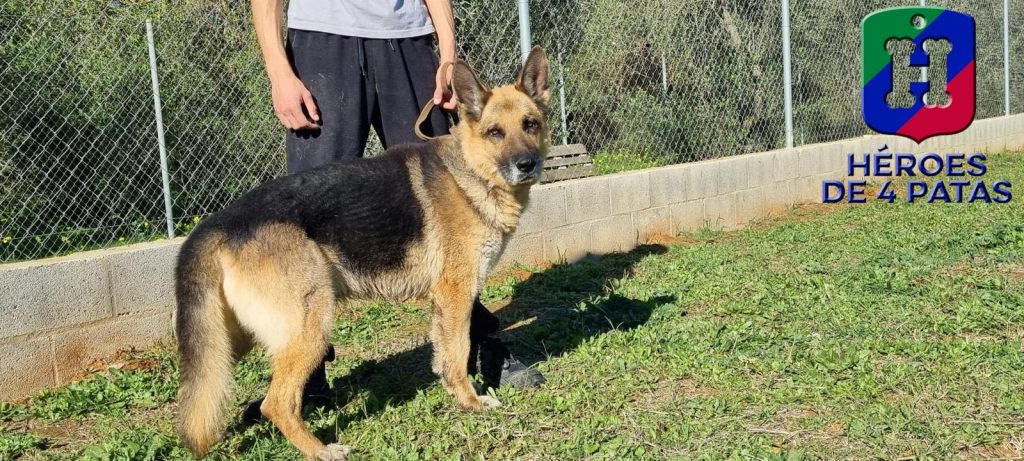 Bolo, Pastor Alemán