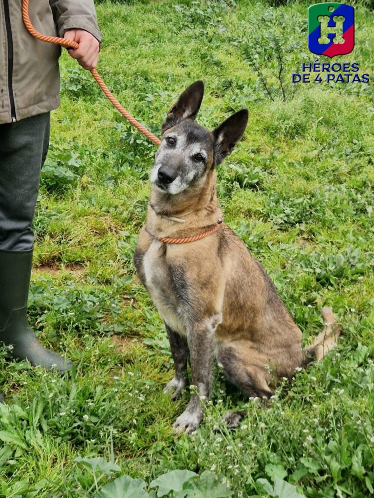 Syrka, Pastor Belga Malinois