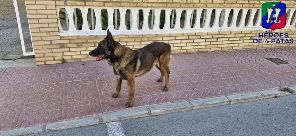 Titán, Pastor Alemán