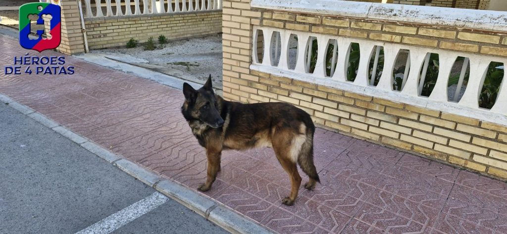 Titán, Pastor Alemán