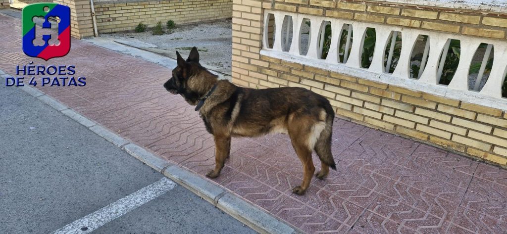 Titán, Pastor Alemán