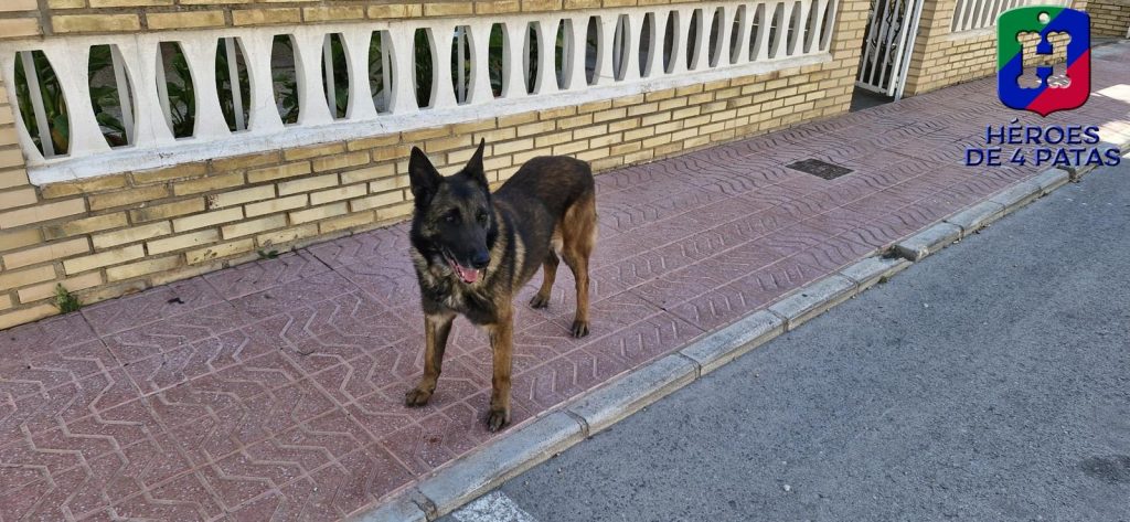 Titán, Pastor Alemán